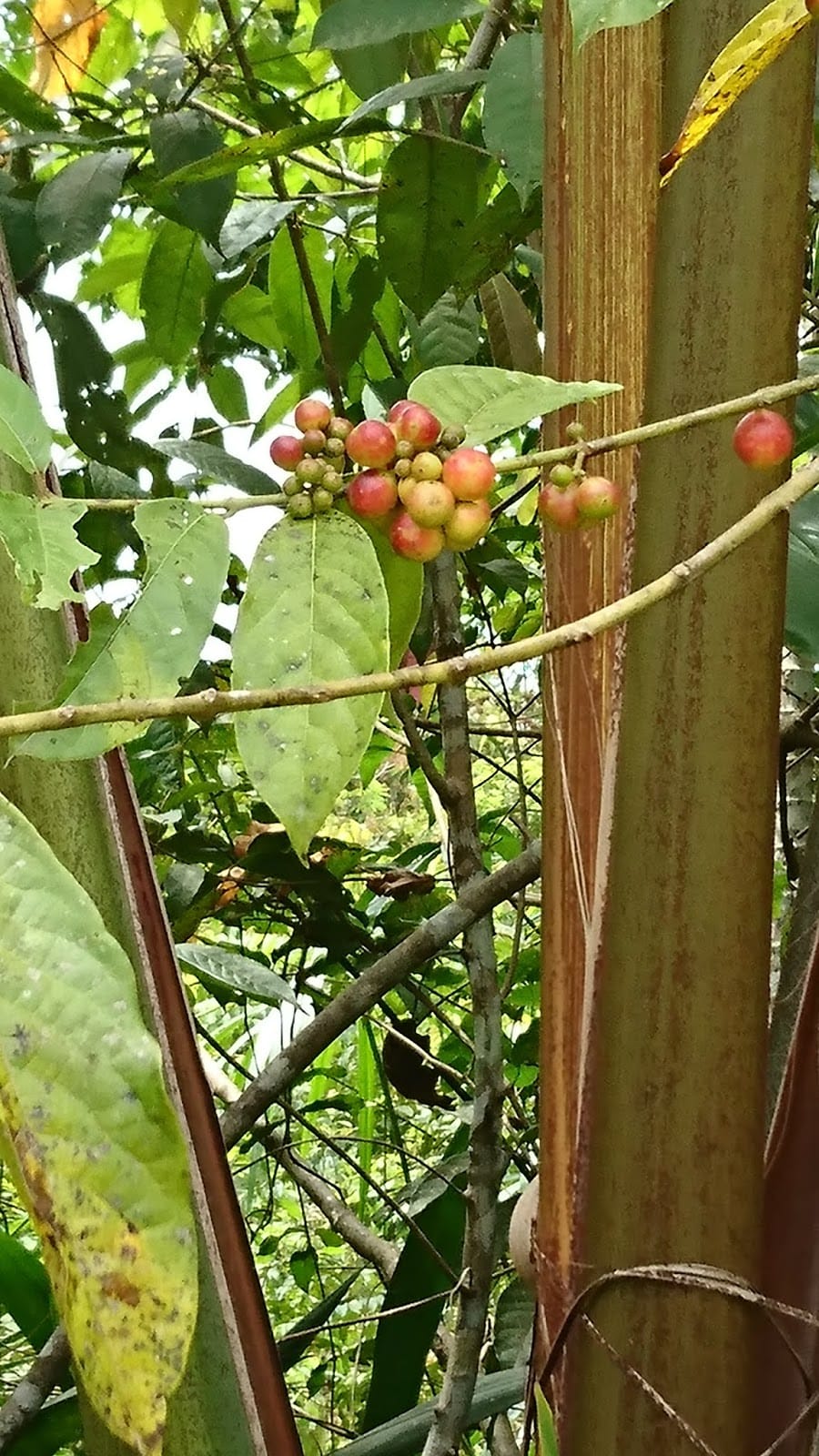 Foto de Isula Huayo